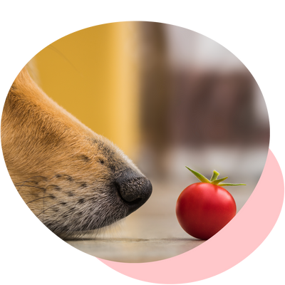 Tomaten für Hunde?