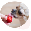 Blog Beitrag Hero Shot Hund probiert Erdbeere