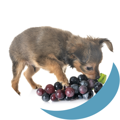 Darf mein Hund Weintrauben essen?