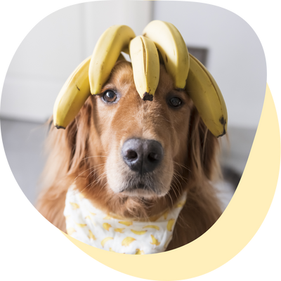Darf mein Hund Bananen essen?