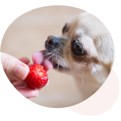 Darf mein Hund Erdbeeren essen?